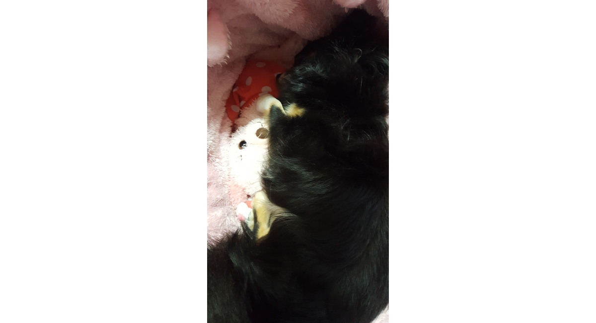 看板犬COCO